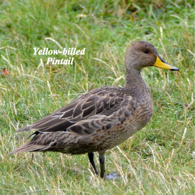 Yellow-billed Pintail